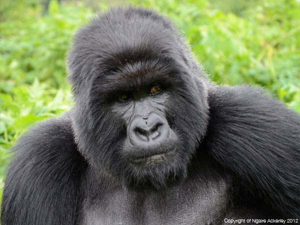 Gorilla in Rwanda Photograph copyright of Ngaire Ackerley