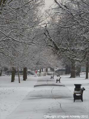 Snowy trees in London. Photograph copyright of Ngaire Ackerley