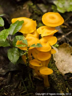 Toadstools in Kibale Forest, Uganda. Photograph copyright of Ngaire Ackerley