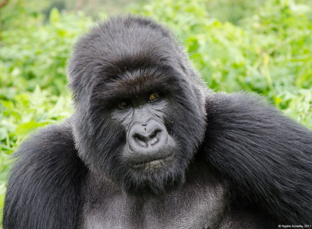 big-gorilla-rwanda-looking-copyright-ngaire-ackerley-2011
