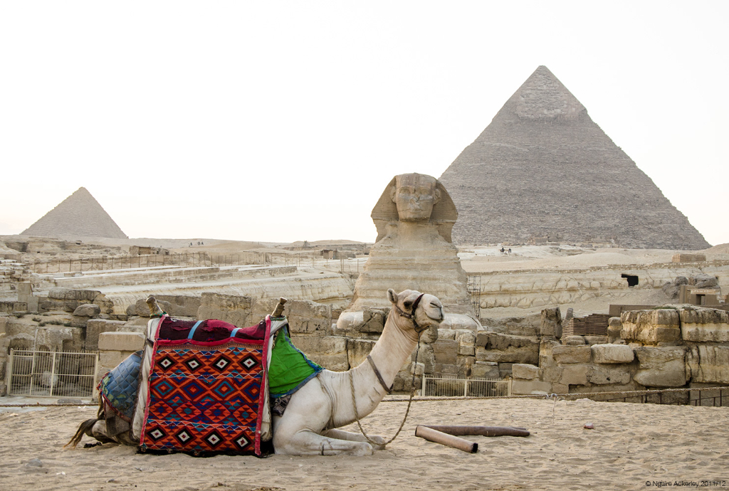 camel-sphinx-of-giza-cairo-egypt-copyright-ngaire-ackerley-2011-12