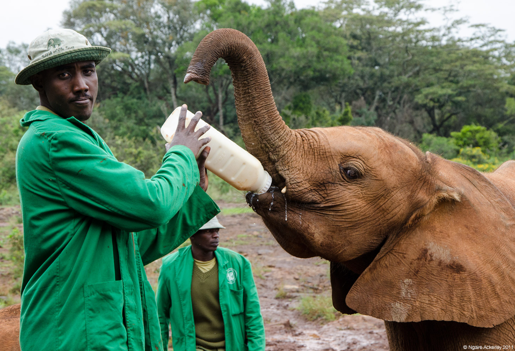 elephant-feeding-nairobi-elephant-sanctuary-copyright-ngaire-ackerley-2011
