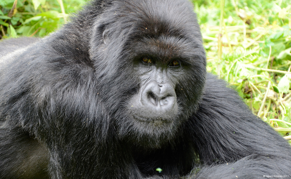 Gorilla of Rwanda